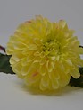 Large Dahlia Bloom w/ Bud