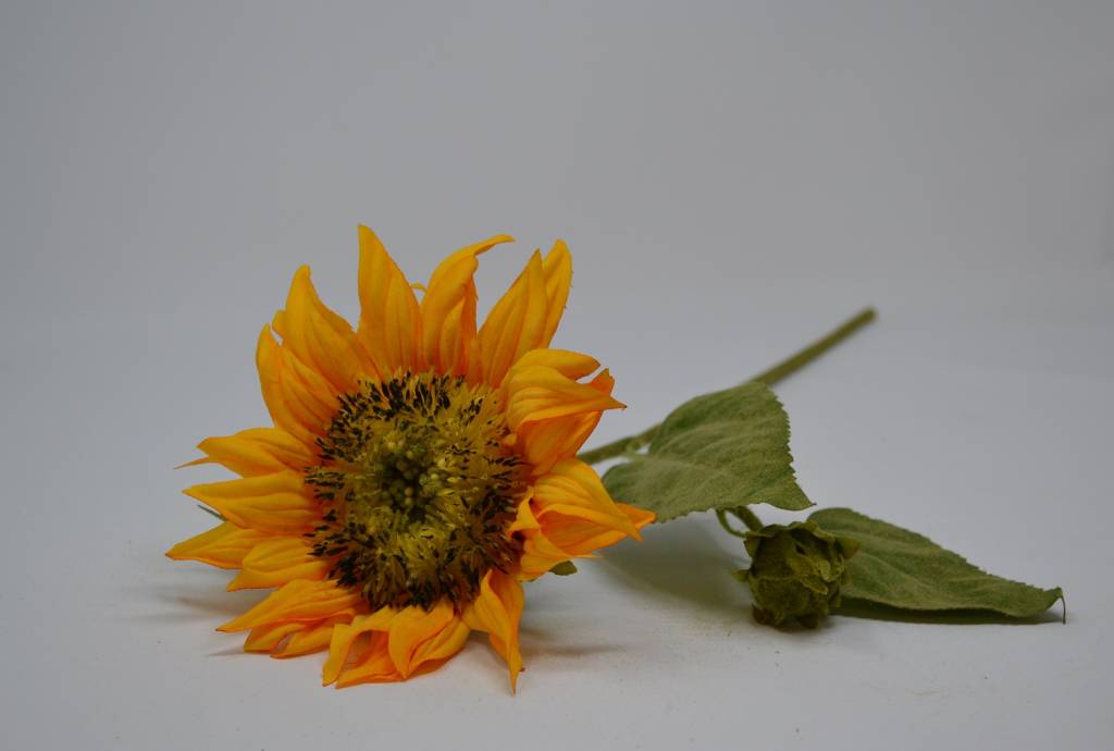 Short Stem Sunflower