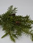 Douglas Fir Pick