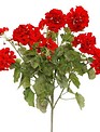 Large Red Geranium Bush