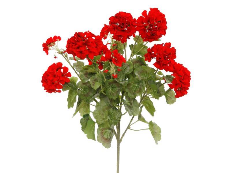 Large Red Geranium Bush