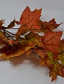 Autumn Maple Leaf Spray