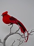 Clip-On Red Black Tail Cardinal