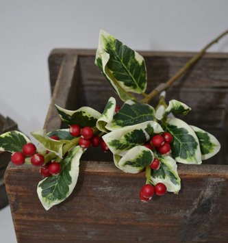 Variegated Mini Holly Spray