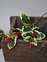 Variegated Mini Holly Spray