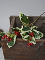 Variegated Mini Holly Spray
