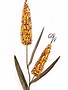 Double Indian Corn Stake