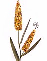 Double Indian Corn Stake