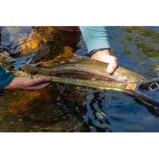 Nomad Middle Fork Net
