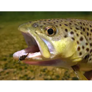 Local River Selections