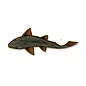 Casey Underwood Artwork and Design Swimming Brown Decal