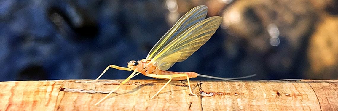 DRY FLIES FOR TROUT - The Fly Fishing Outpost