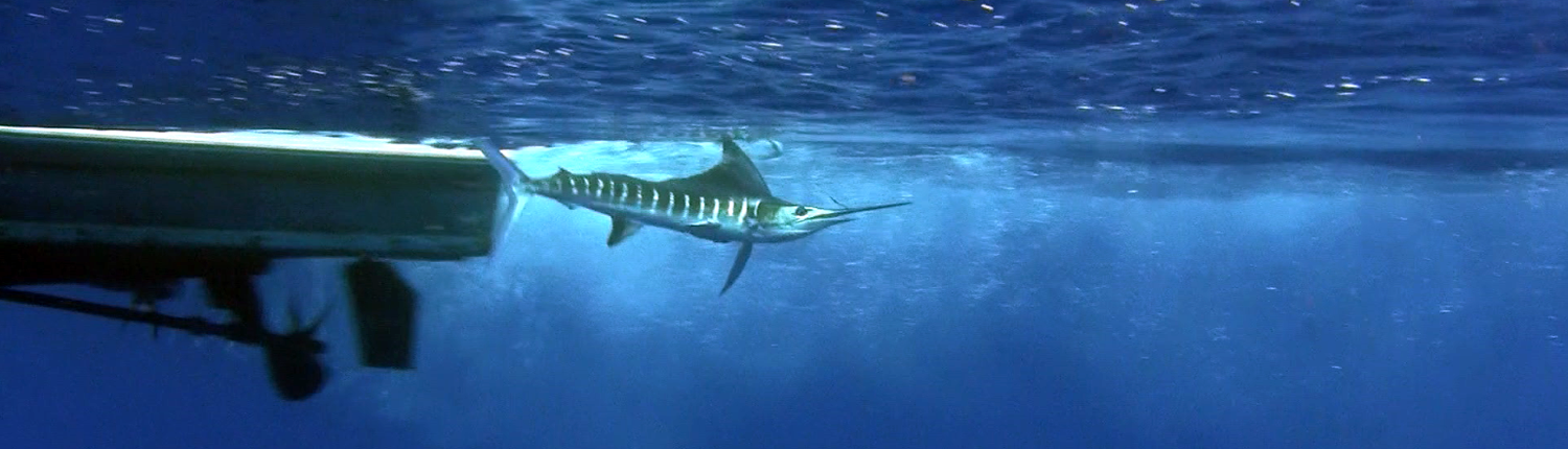 pacific coast bait and tackle