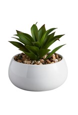 Santa Barbara Design Studio Succulent in White Pot - Nodulosa