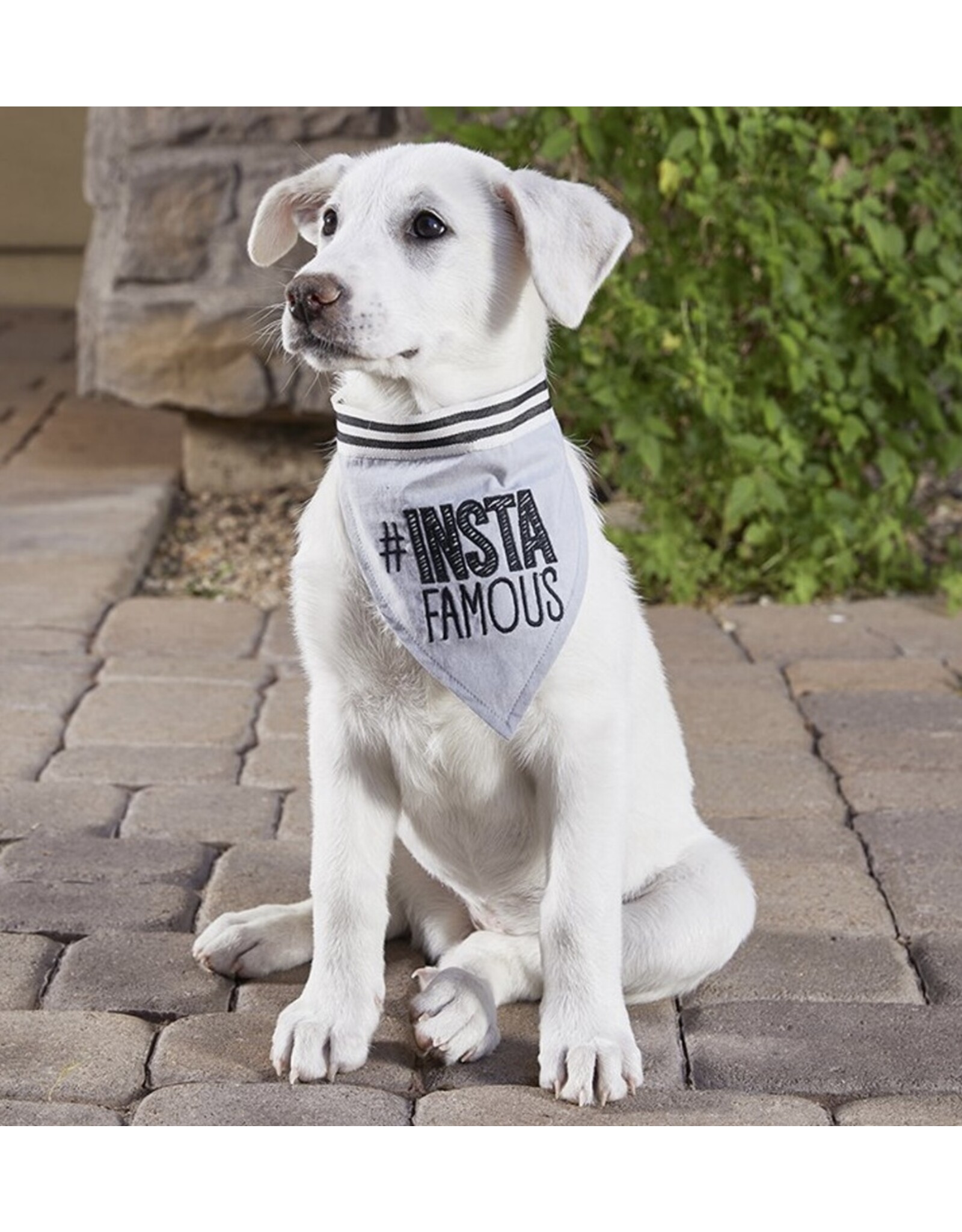 Pet Bandana