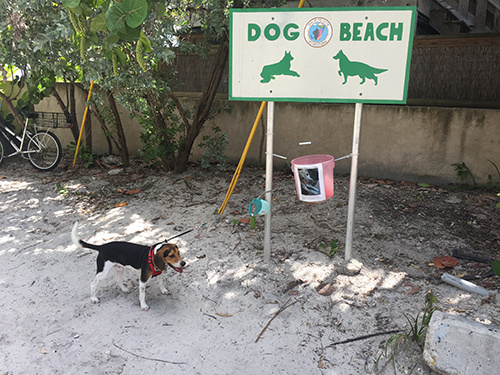 Dog Beach