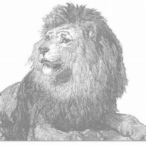 White Lion