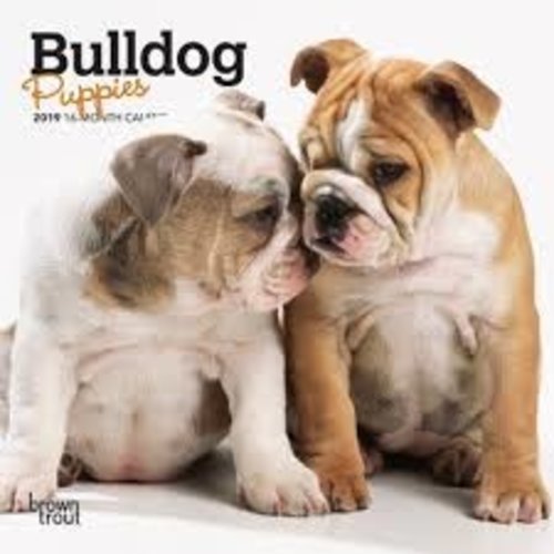 BrownTrout Publishers Bulldog puppies 2021 16 Month Mini Calendar BrownTrout Publishers Bulldog puppies 2021 16 Month Mini Calendar