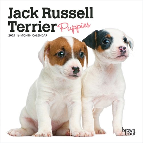 BrownTrout Publishers Jack Russell Terrier Puppies 2021 16 Month Mini Calendar BrownTrout Publishers Jack Russell Terrier Puppies 2021 16 Month Mini Calendar