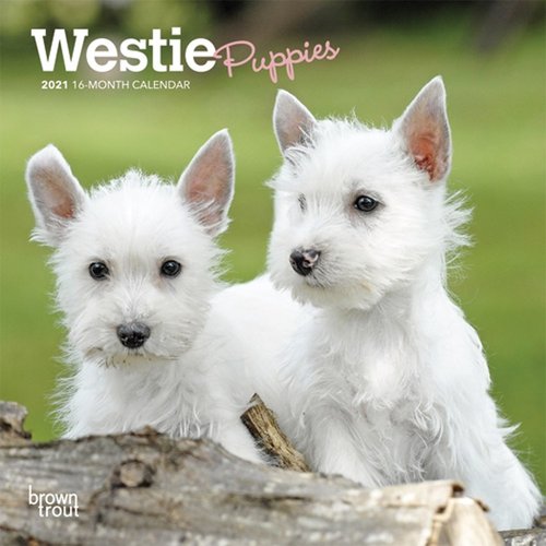 BrownTrout Publishers Westie Puppies 2021 16 Month Mini Calendar BrownTrout Publishers Westie Puppies 2021 16 Month Mini Calendar