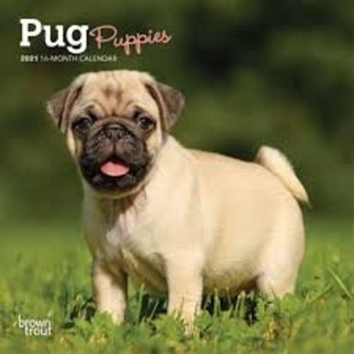 BrownTrout Publishers Pug Puppies 2021 16 Month Mini Calendar BrownTrout Publishers Pug Puppies 2021 16 Month Mini Calendar