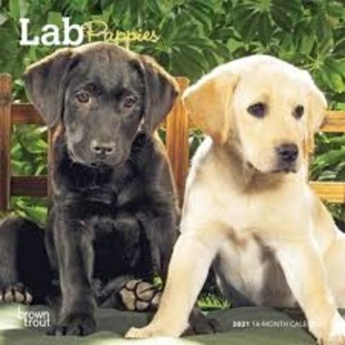 BrownTrout Publishers Lab Puppies 2021 16 Month Mini Calendar BrownTrout Publishers Lab Puppies 2021 16 Month Mini Calendar