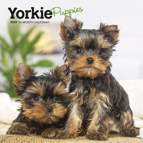 BrownTrout Publishers Yorkie Puppies 2021 16 Month Mini Calendar BrownTrout Publishers Yorkie Puppies 2021 16 Month Mini Calendar