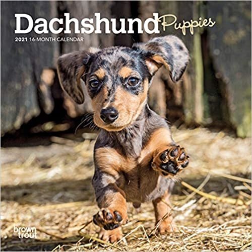 BrownTrout Publishers Dachshund Puppies Calendar BrownTrout Publishers Dachshund Puppies Calendar