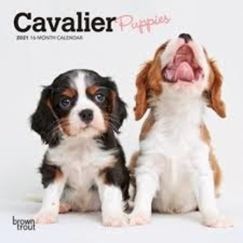 BrownTrout Publishers Cavalier puppies 2021 16 Month Mini Calendar BrownTrout Publishers Cavalier puppies 2021 16 Month Mini Calendar