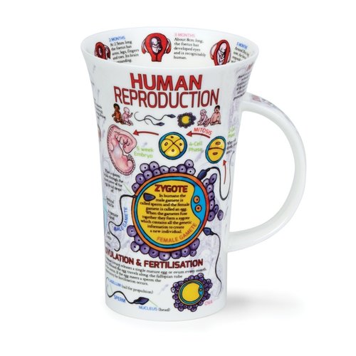 Dunoon Glencoe Human Reproduction Mug Dunoon Glencoe Human Reproduction Mug