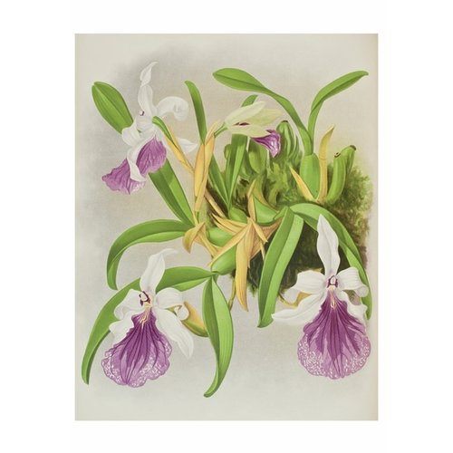 Pomegranate Orchids 20 Boxed Notecards Pomegranate Orchids 20 Boxed Notecards
