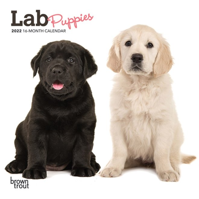 Lab Puppies 2022 Mini Wall Calendar