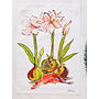 Amaryllis (Striped) Tea Towel