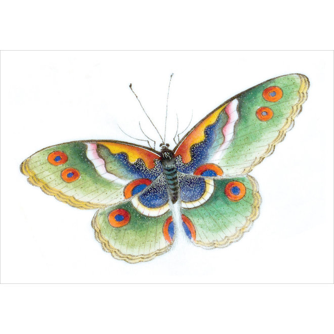 Butterfly Small Boxed Cards