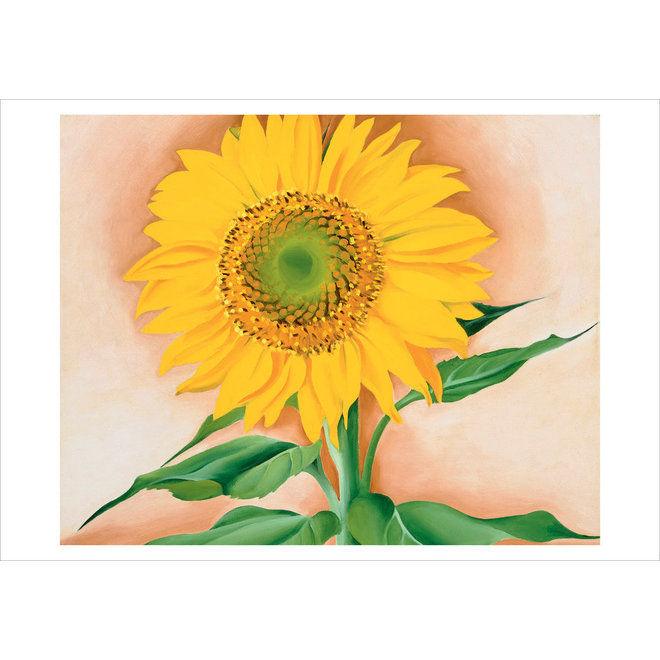 Georgia O'Keeffe: A Sunflower from Maggie Boxed Cards