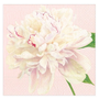 Duchess Peonies Blush Paper Cocktail Napkins
