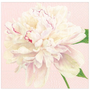 Duchess Peonies Blush Paper Luncheon Napkins