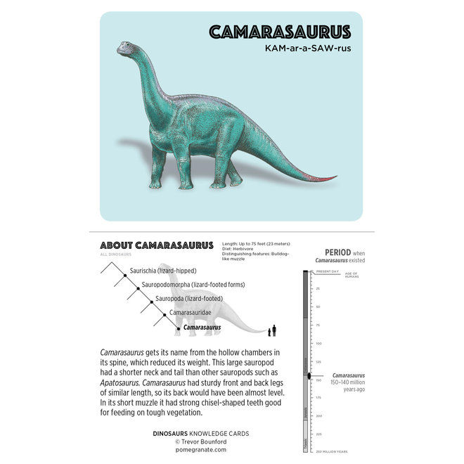 Dinosaurs Knowledge Cards