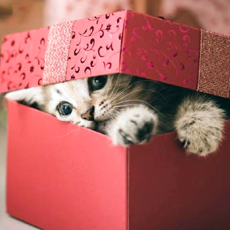 Gifts for Cat Lovers