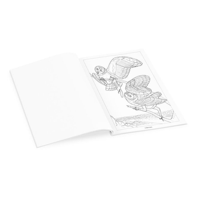 Owls Coloring Book