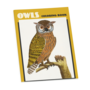 Owls Coloring Book