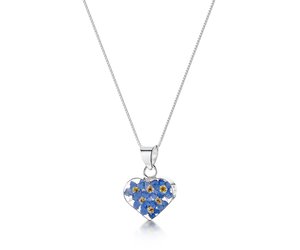 Shrieking violet forget me not deals