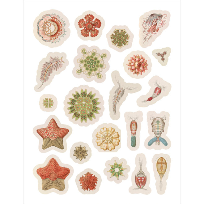 Ernest Haeckel: Art Forms in Nature Sticker Book