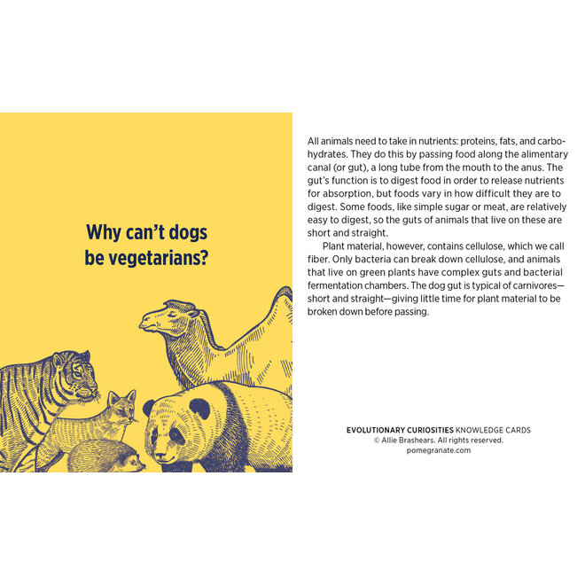 Evolutionary Curiosities Knowledge Cards