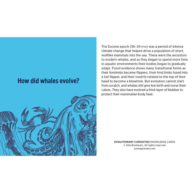 Evolutionary Curiosities Knowledge Cards