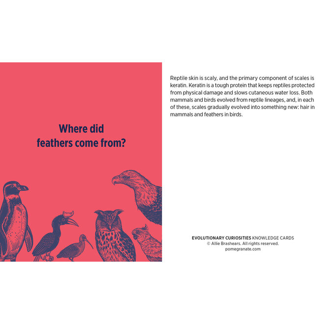 Evolutionary Curiosities Knowledge Cards