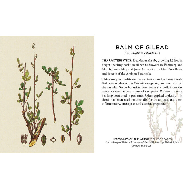 Herbs & Medicinal Plants Knowledge Cards