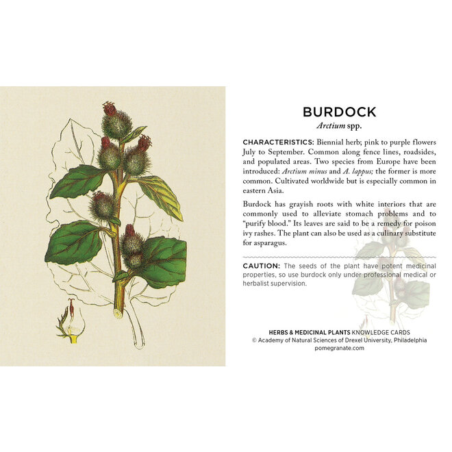 Herbs & Medicinal Plants Knowledge Cards