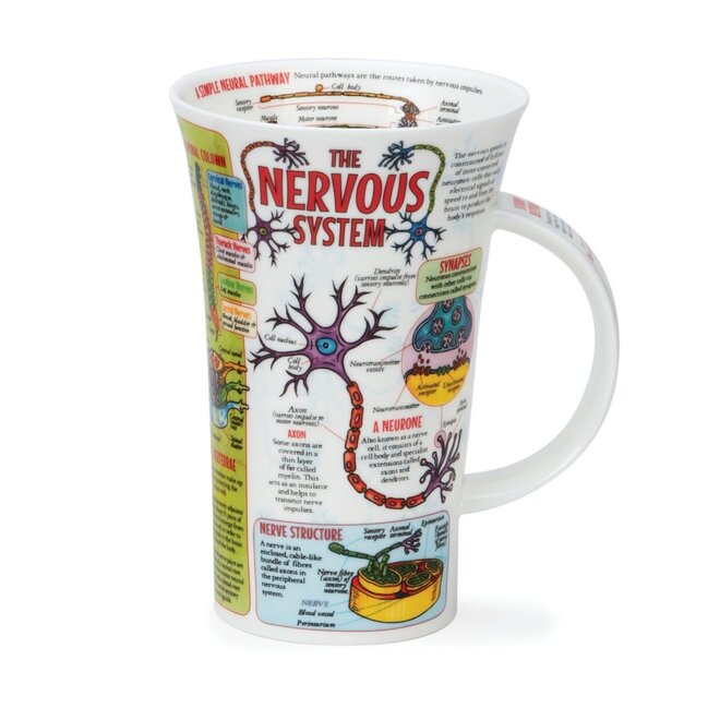 Glencoe The Nervous System Mug