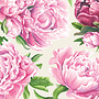 Peony Paper Cocktail Napkins